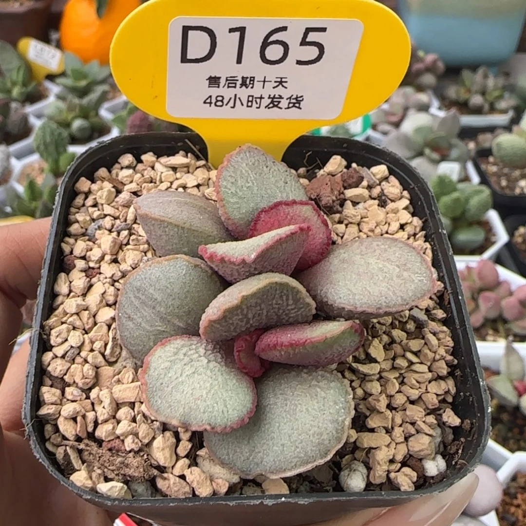 妖姬。      165。