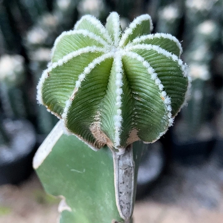 无花朵福利辛顿花笼811