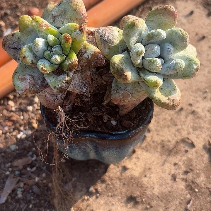 摩*女仙女杯多肉植物盆栽