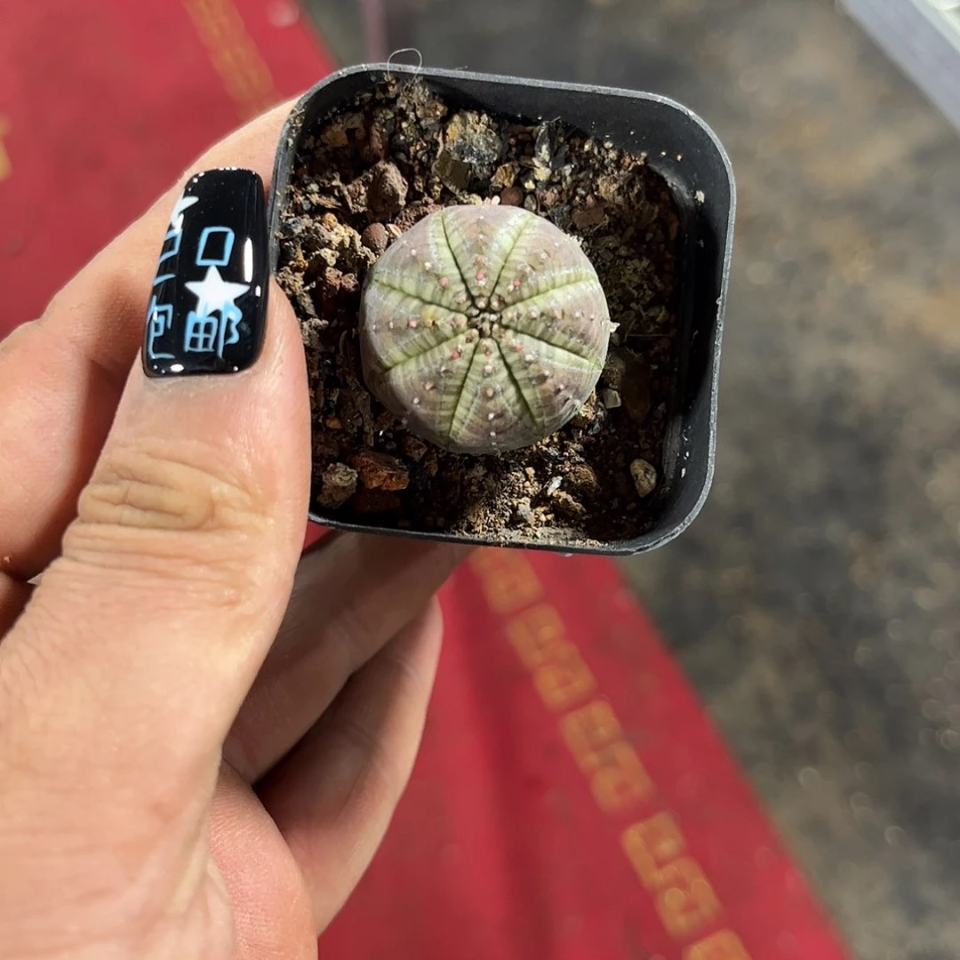 ?****O108147一物一拍单头发货