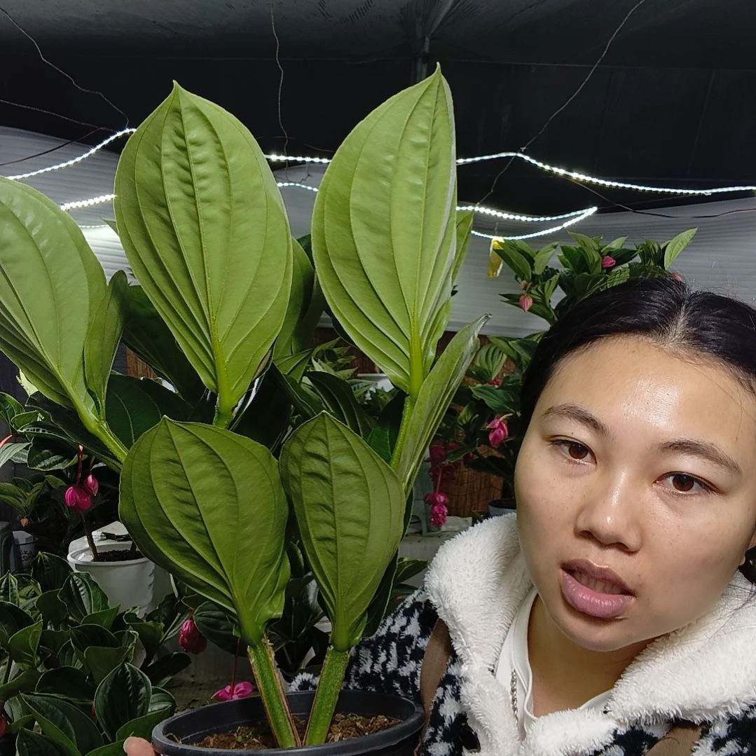 宝莲灯一物一拍基地直发