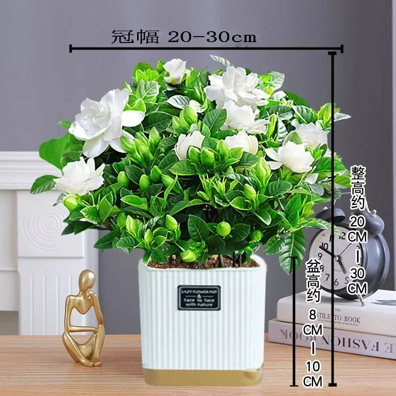 【栀子花】盆栽花卉植物季节性开花内外阳台绿植浓香型四季好养美化