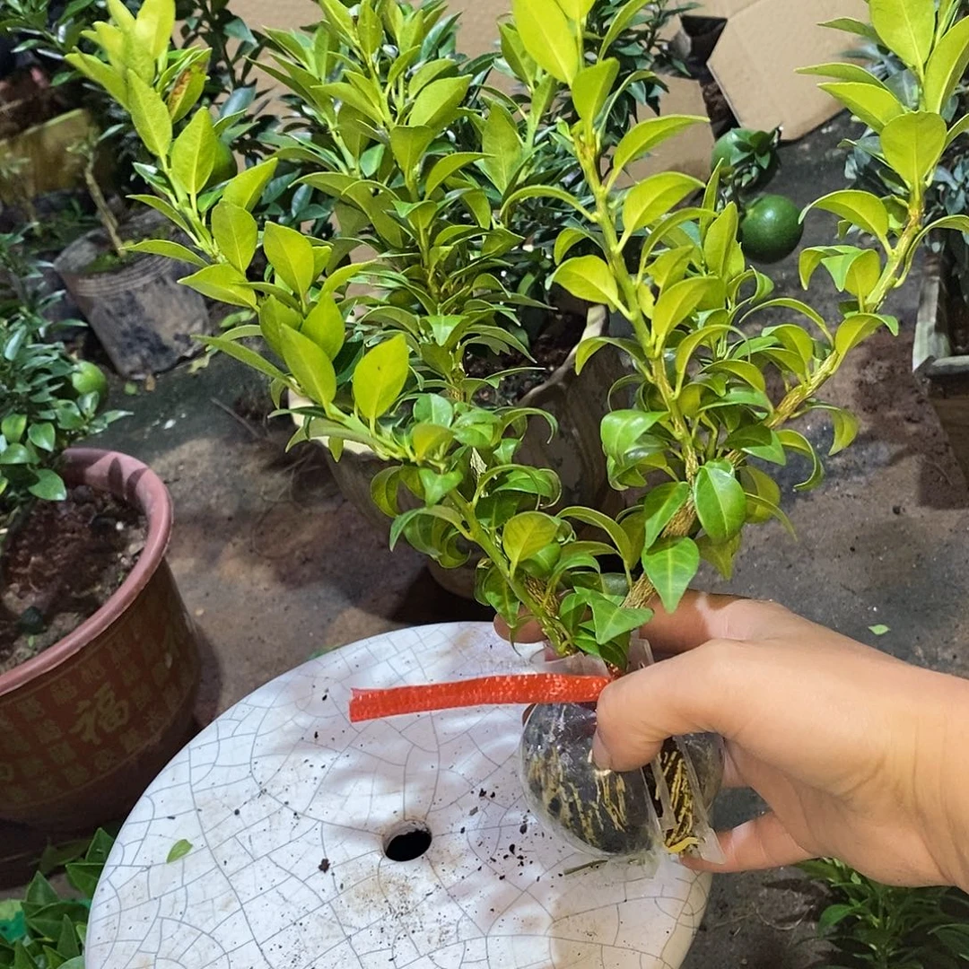 尚***无花朵那个阿球柑橘把防干柑