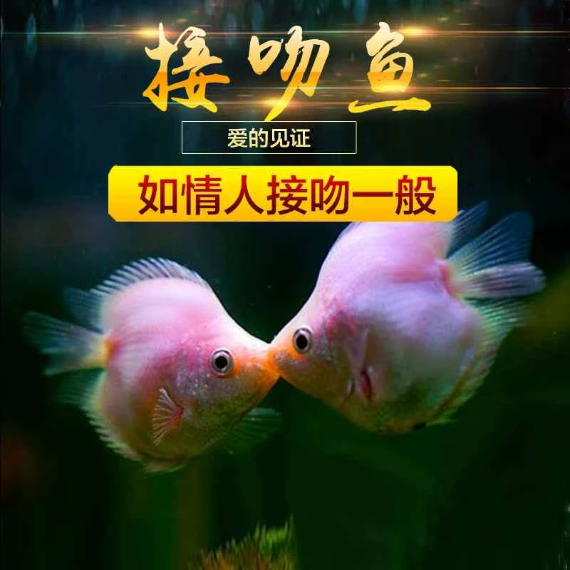 接吻鱼热带观赏鱼淡水活体鱼苗好养耐活小型热带鱼亲嘴鱼宠物金鱼