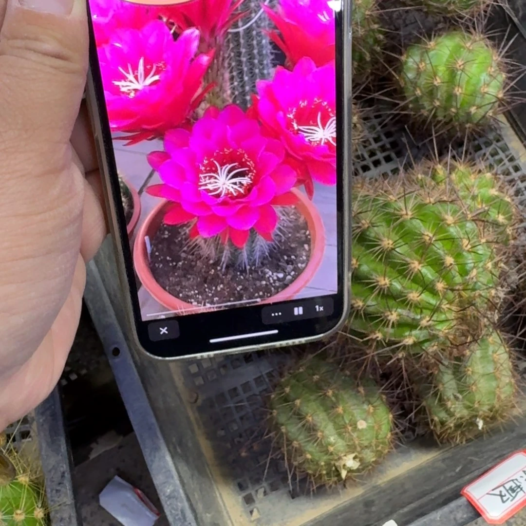 384毛花柱乐趣歪无根啊牙5公分左右，20包邮