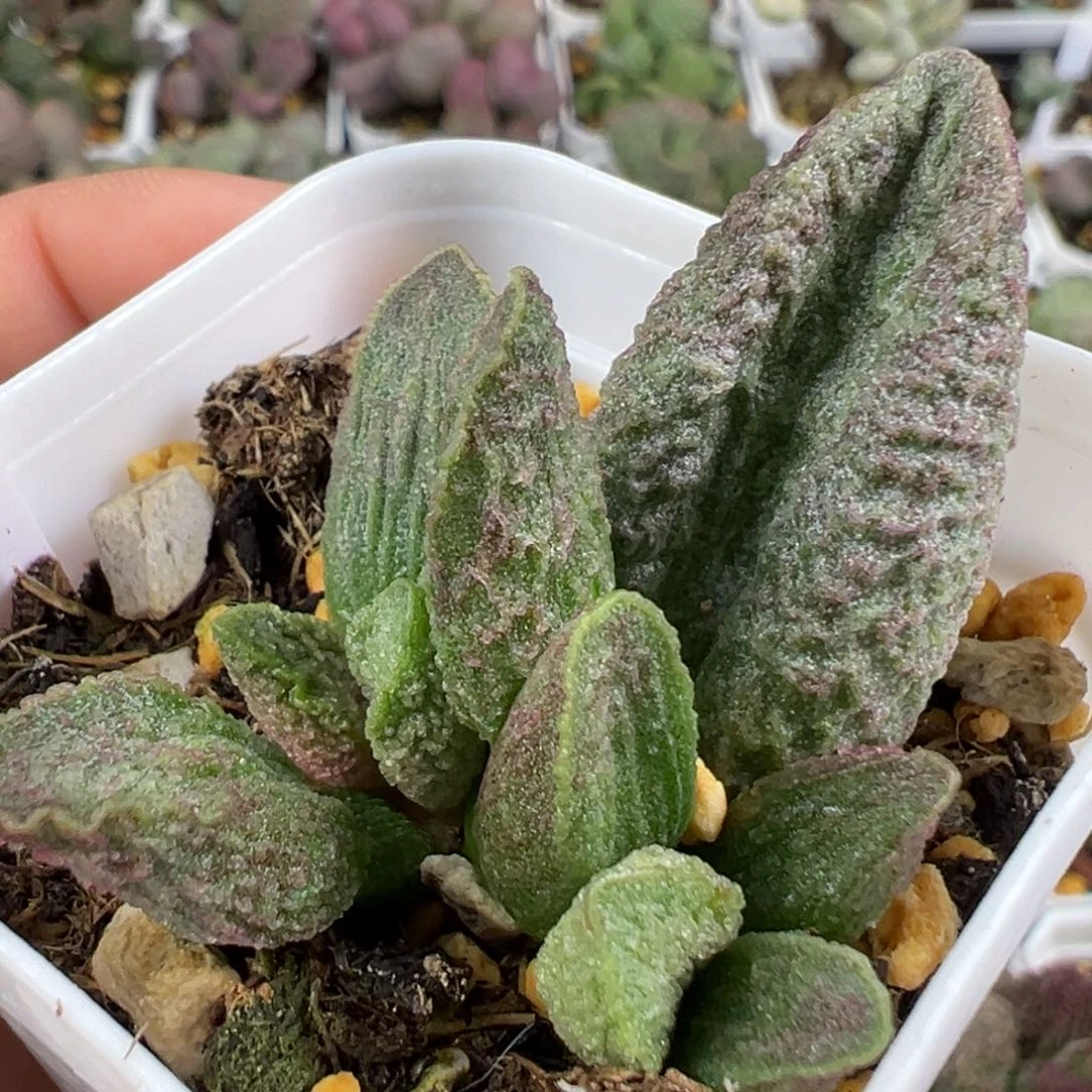 w绿色系冰晶颗粒款实生新品