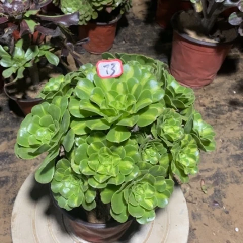 翡翠琉璃一物一拍