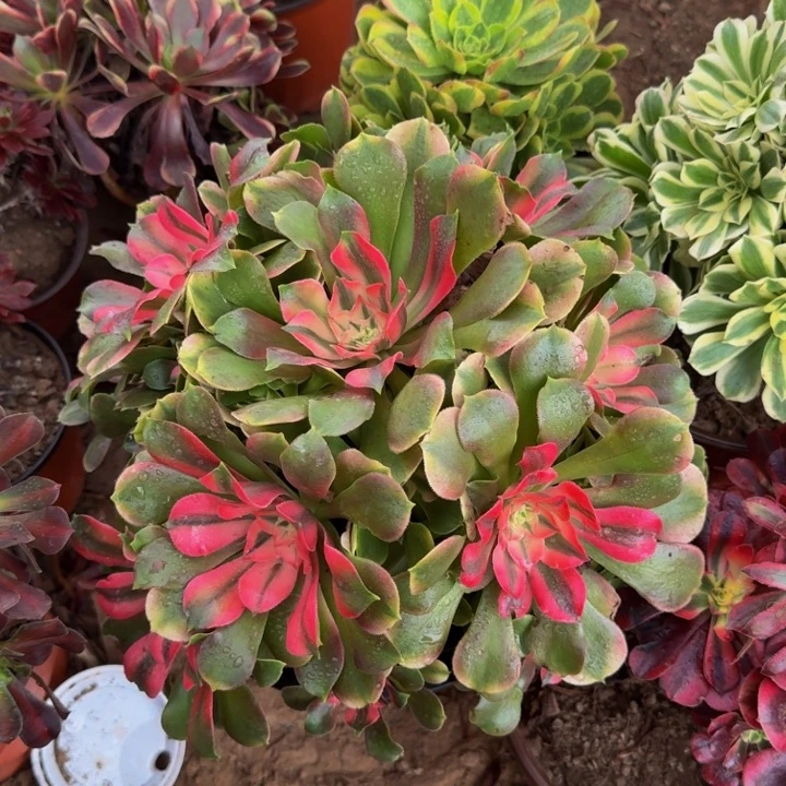 香妃一颗一颗22.8