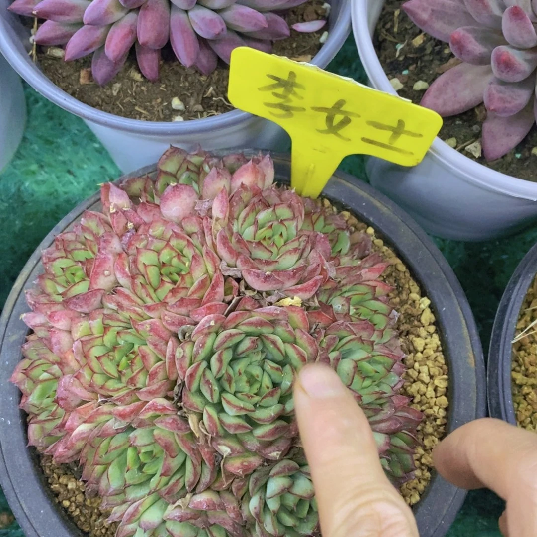 多肉植物，一物一拍，第5场