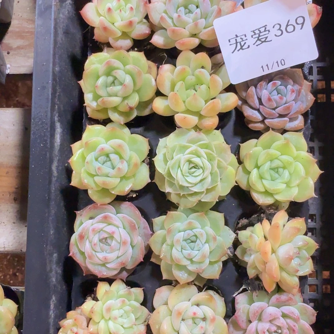 直播福利一物一拍369