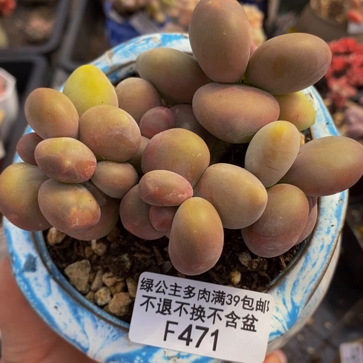 芒果奶9cm471多肉植物