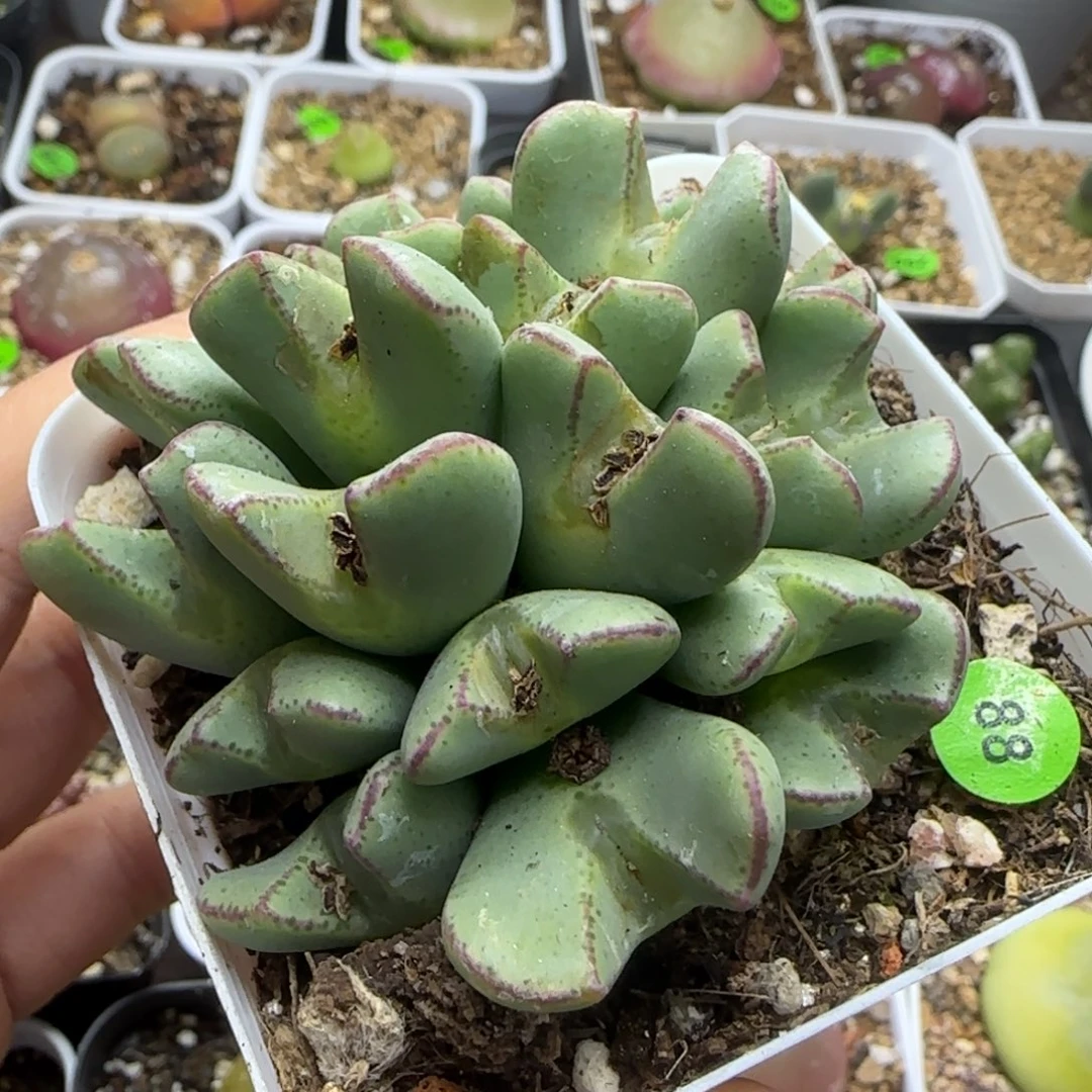 漂亮一群多肉植物