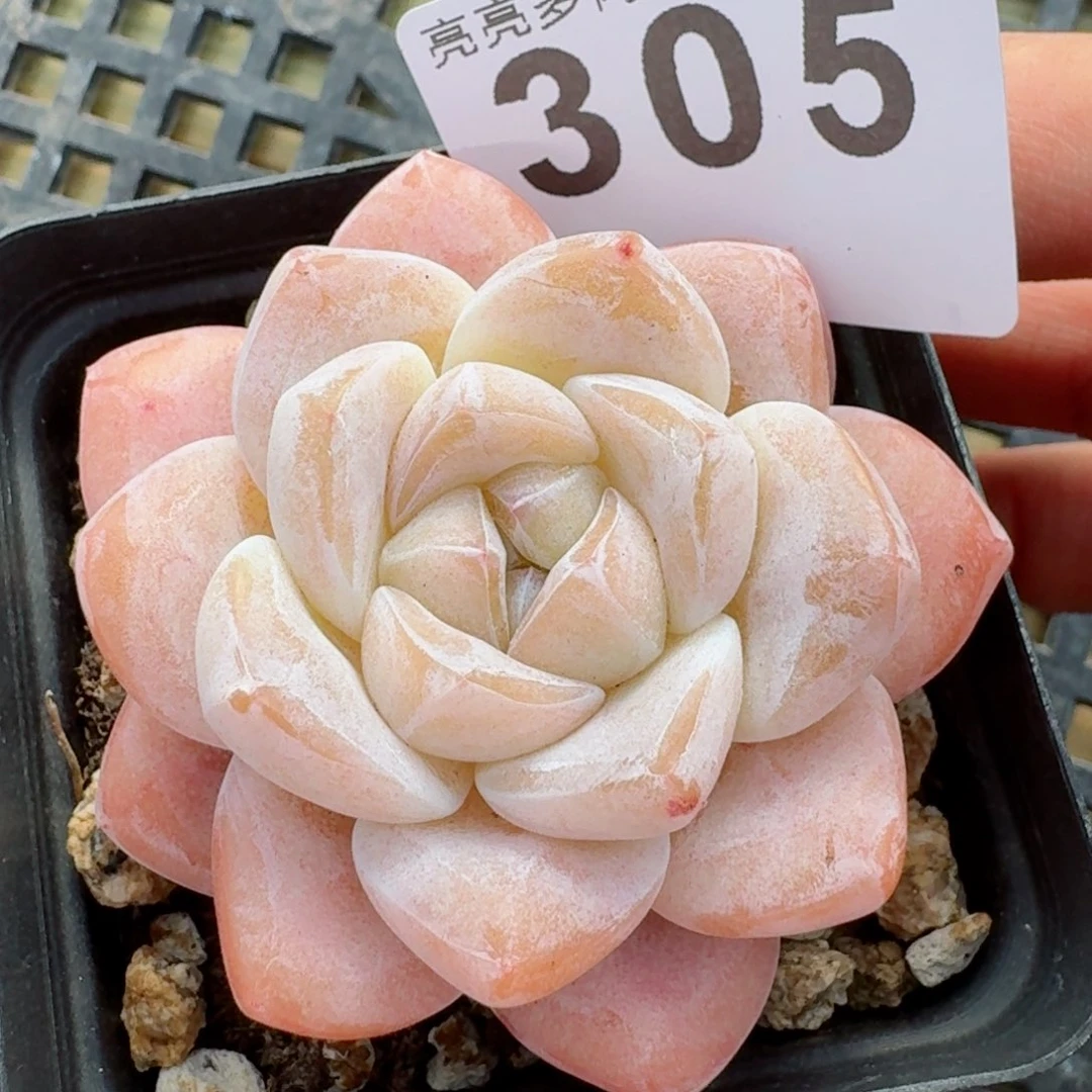 冰玉福利         精品多肉