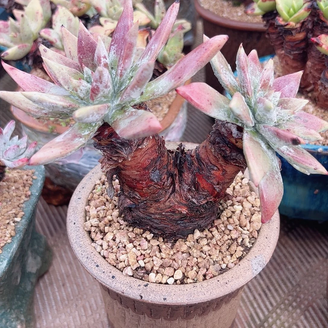 3365墨西哥苹果叶仙女杯