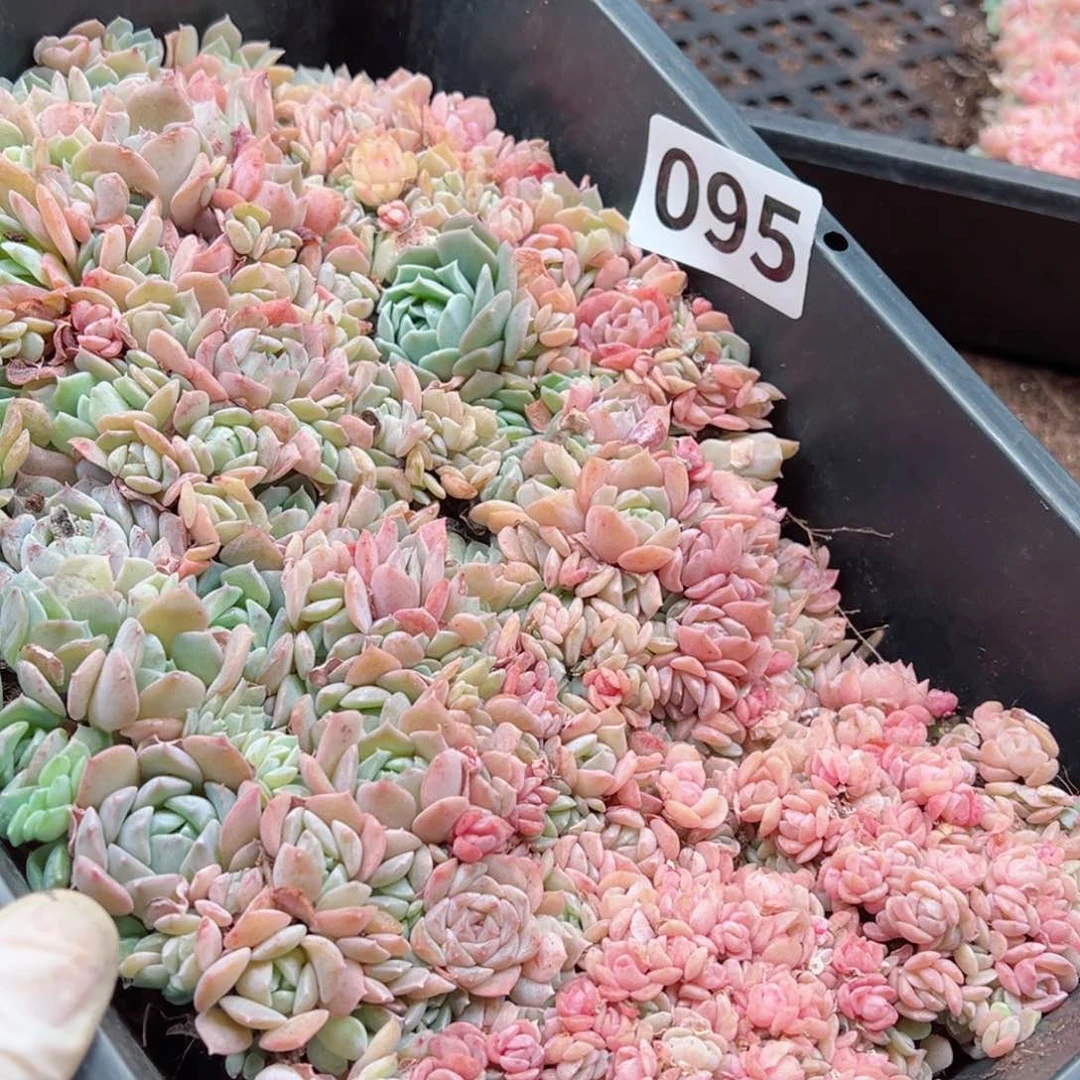 椰*?多肉植物多肉植物