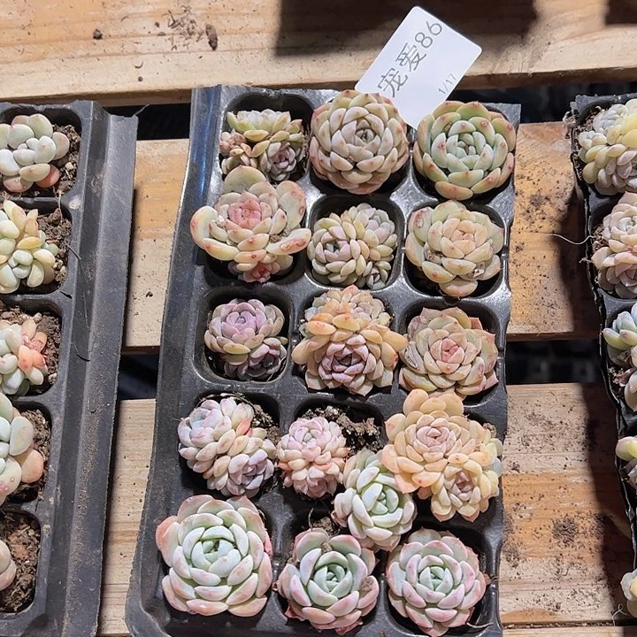 直播福利一物一拍86