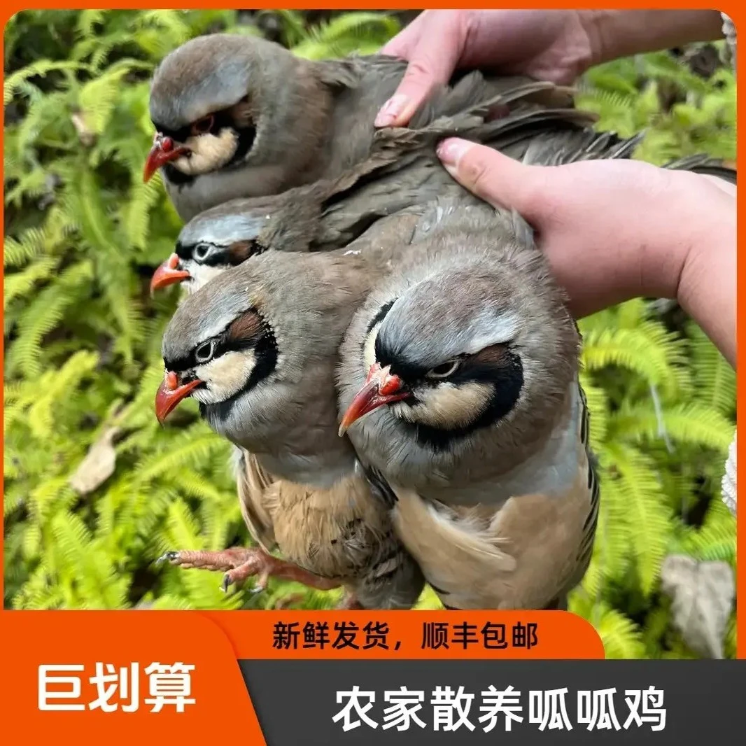 【拍二送二只】带二根人参4只现宰现杀呱鸡姑姑鸡顺丰冷链包邮