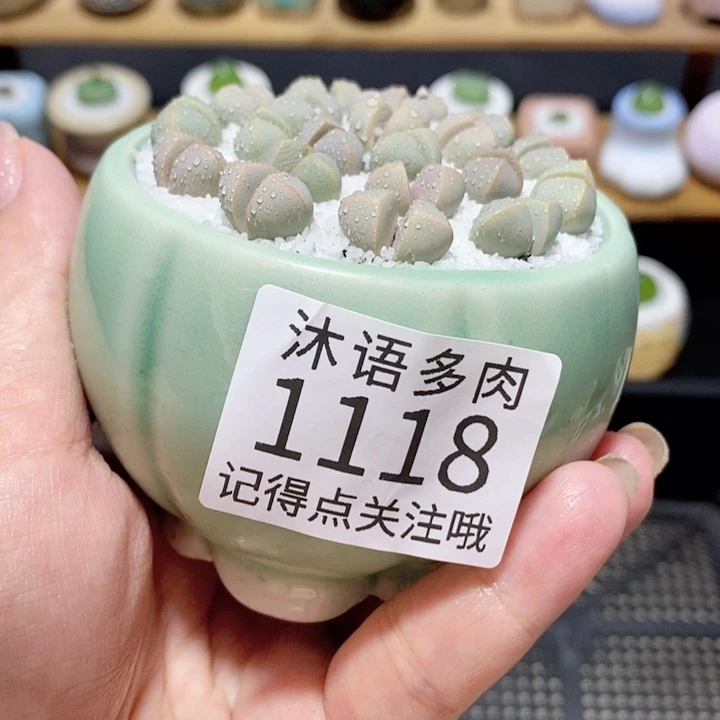 带盆土植物 精美盆栽1118