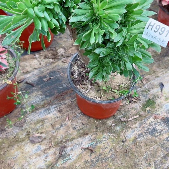 991绿缀多肉植物