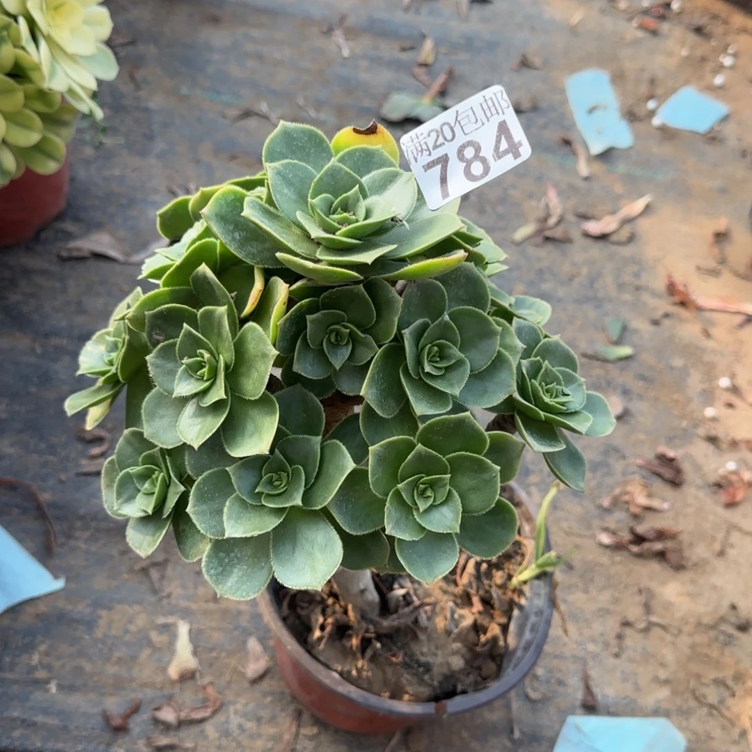 香腹784满20包邮断枝不包