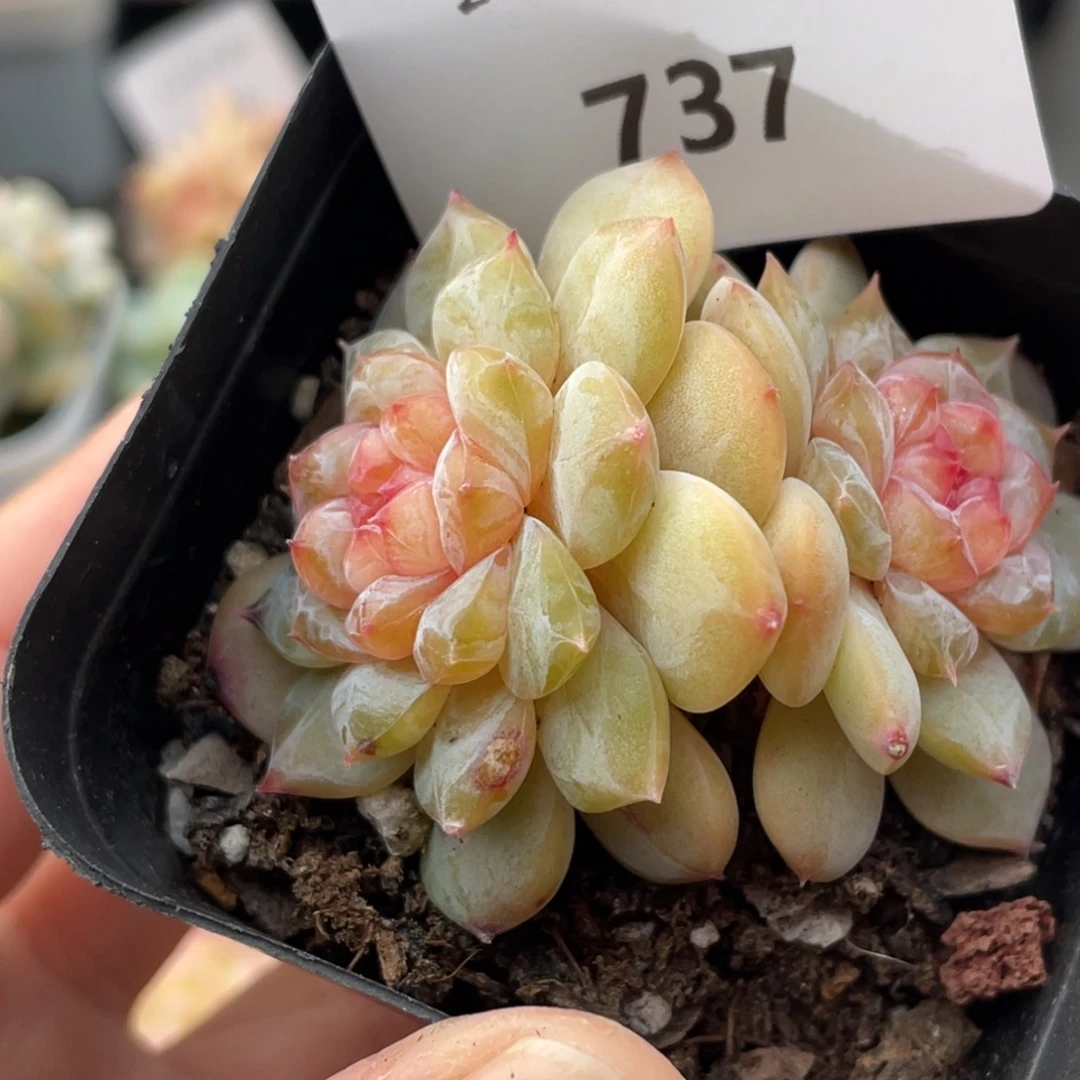 737号糖心冰心珍妮