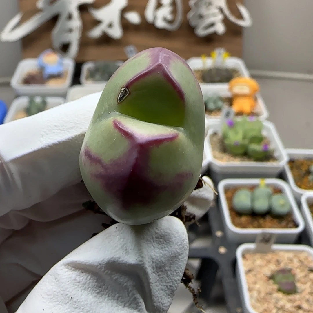 行***绿10-24当天满38包邮杂交2.6cm