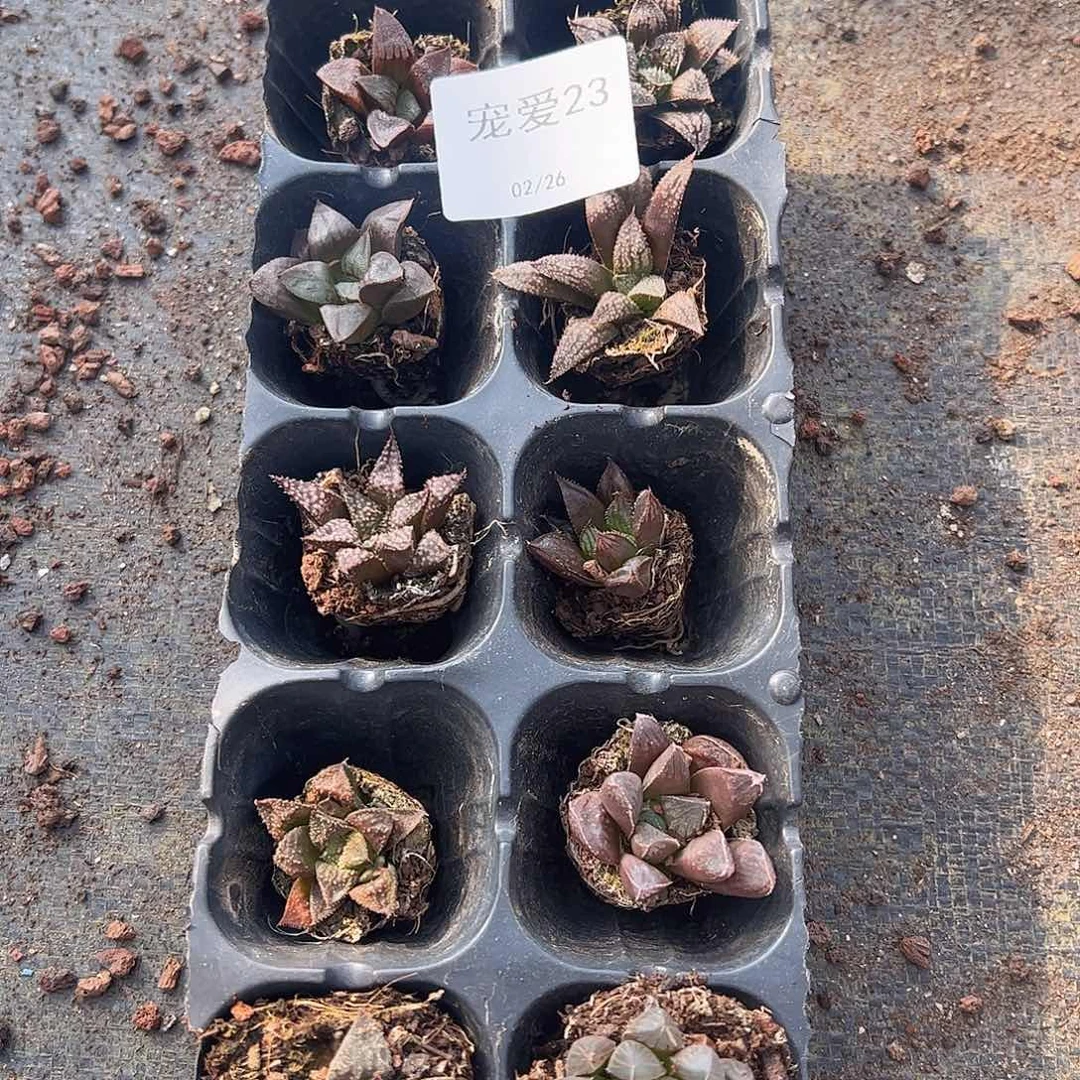 直播福利一物一拍瑕疵不售后23