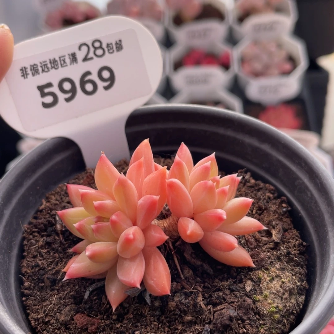 甲骨文5969-5.0厘米