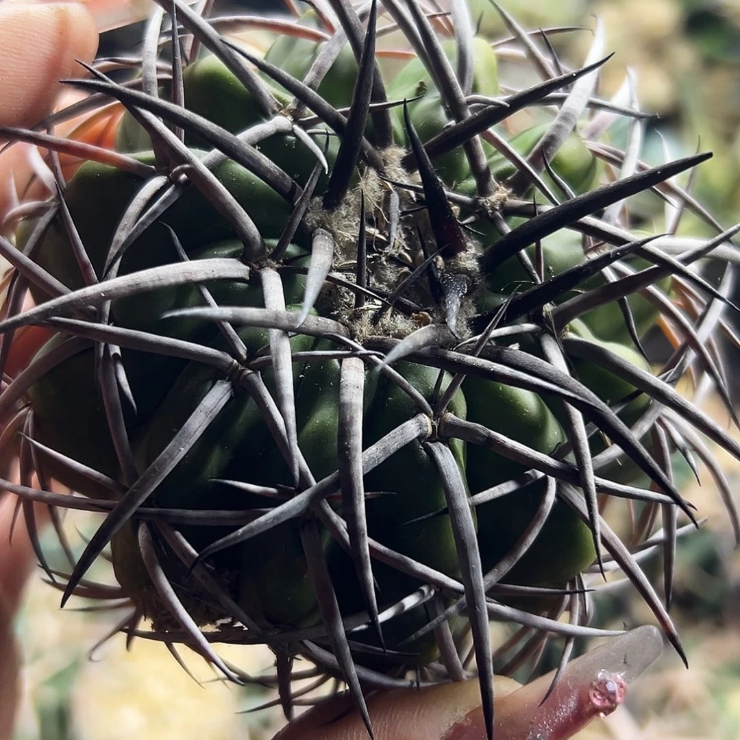 铃木圆盘仙人球666666