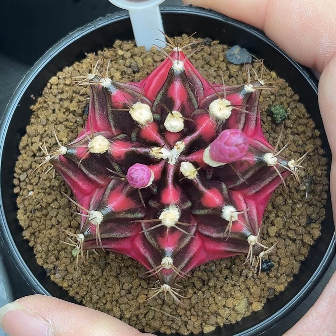 212泰系米哈锦，带盆土