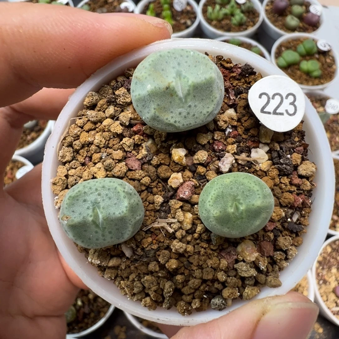 绿豆糕一颗脱土223000