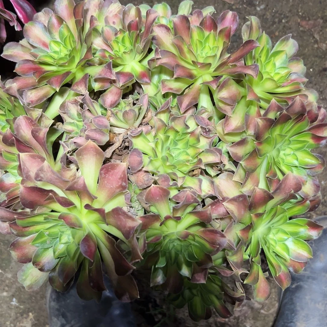 多肉172植物绍花法师