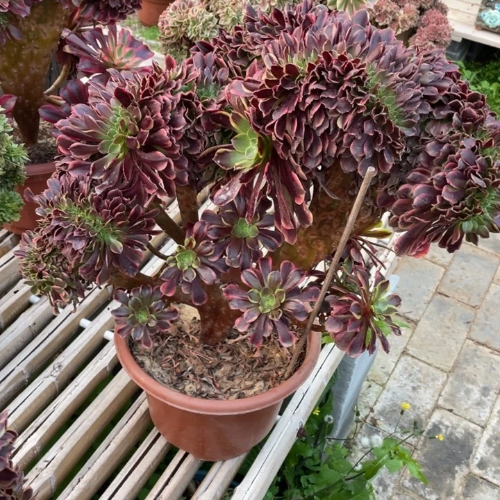 法师老桩缀化欧嘉莉