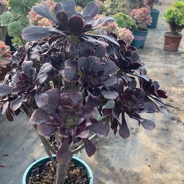 花无缺多肉植物54