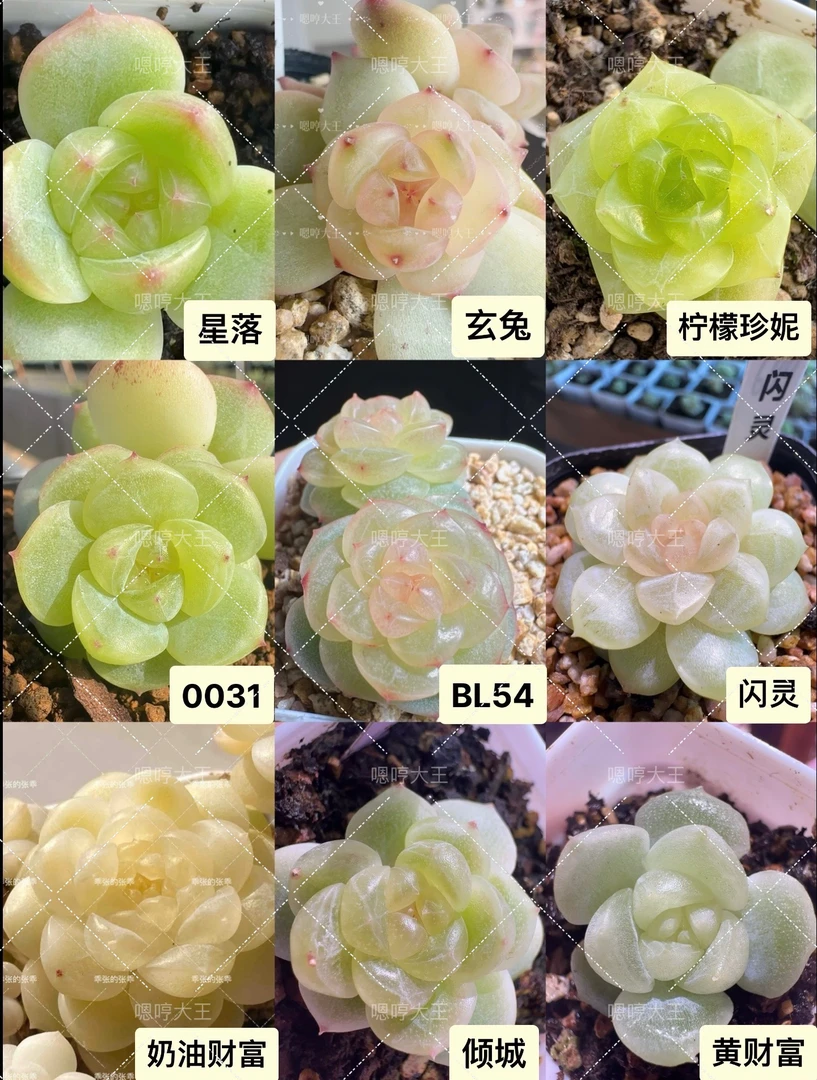 推荐链接勿拍 风花雪月、财富、甜心系列 叶片叶插定繁适合新手好养