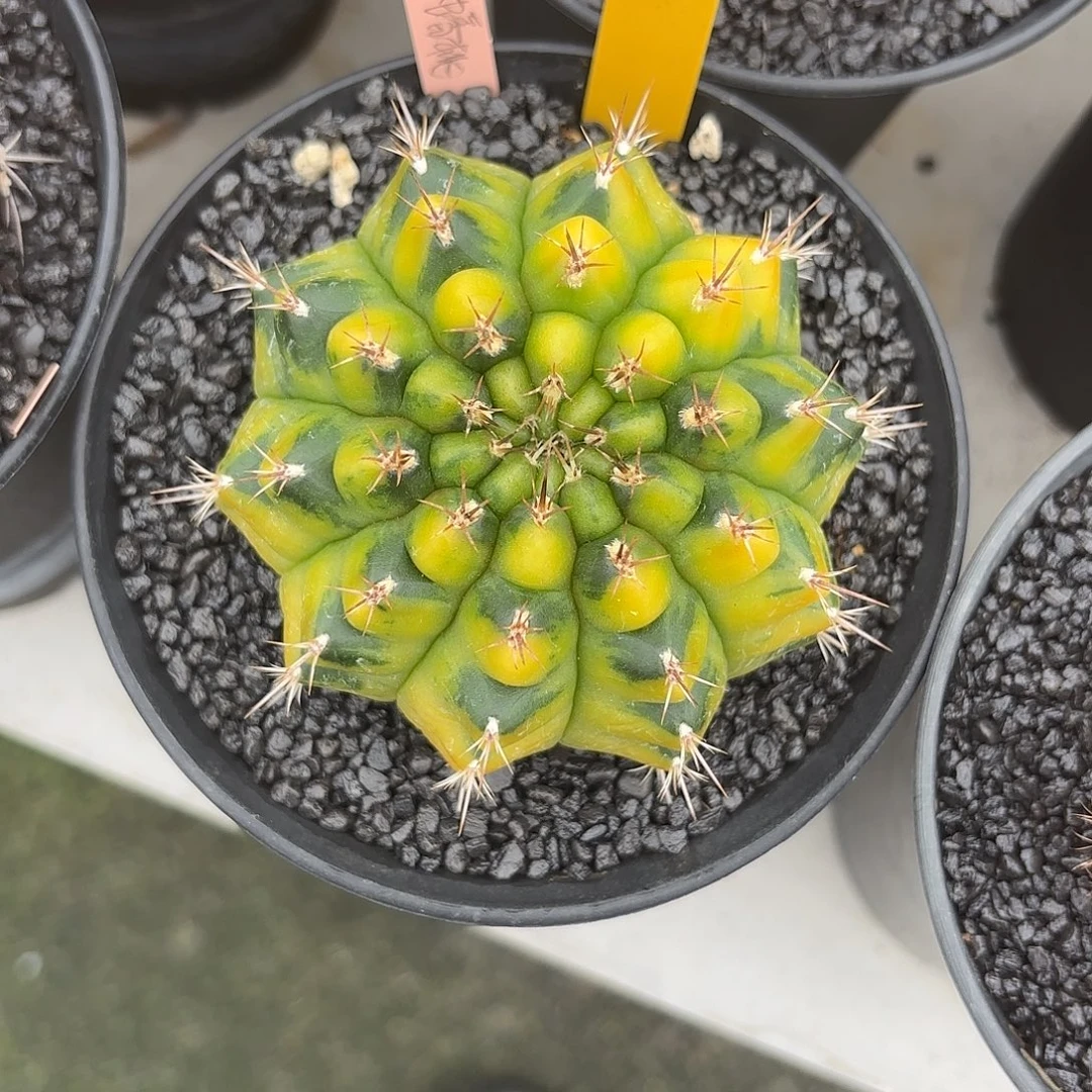 9-1030泰国发货多肉