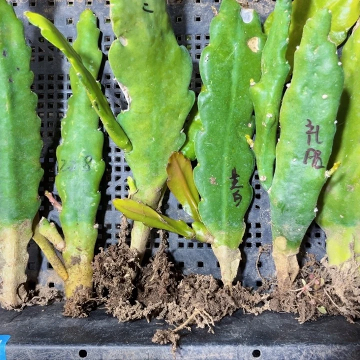 当前无花栽培后可以开花975