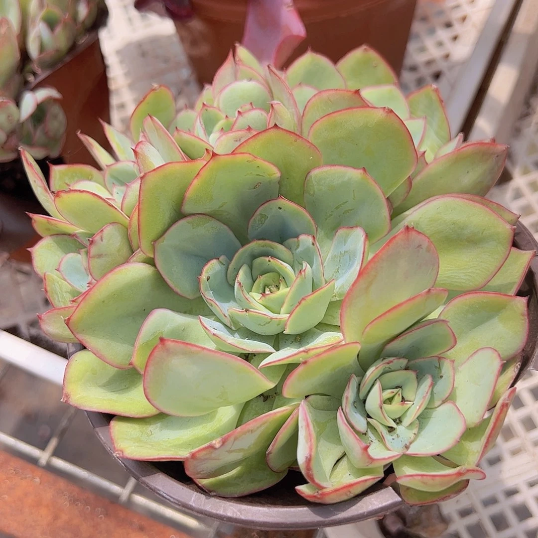 牡丹亭 多头多群身