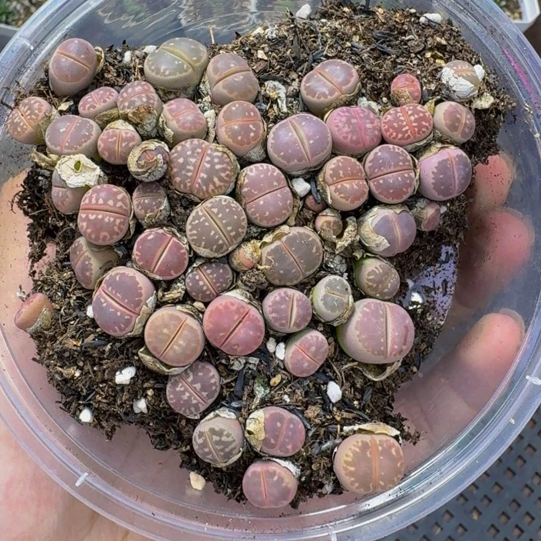 2808 生石花和肉锥
