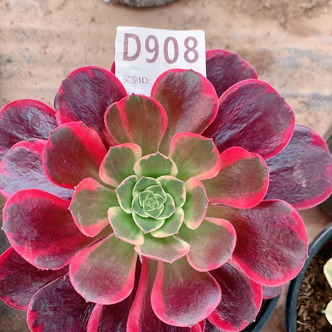 金丝雀法师锦908