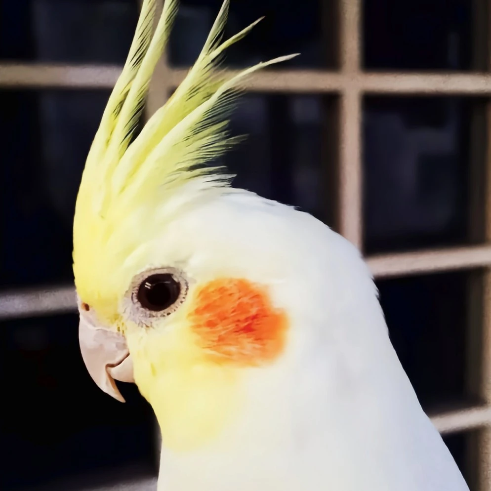 玄凤鹦鹉，手养鹦鹉