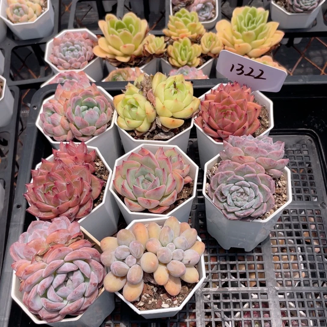 薇薇安园艺多肉1322