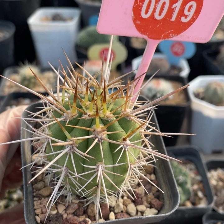 实生锦鸡龙001900000