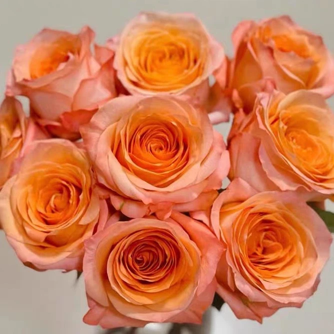 【飞黄腾达】玫瑰花苗大花浓香四季月季阳台庭院花卉绿植盆栽耐寒