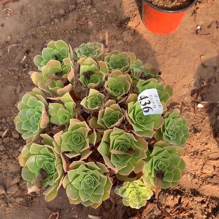 436柠檬玫瑰大绣球3北头