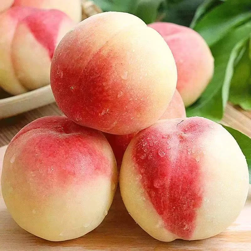 （礼品盒）河北特产大红桃（红不软）现摘现发新鲜多汁精品礼品装