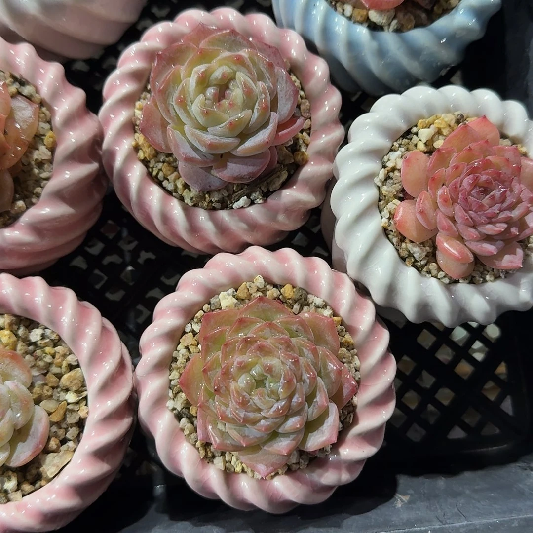 四盆糖心带盆多肉植物