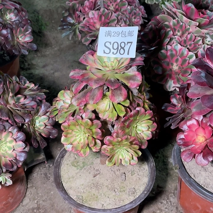 987维纳斯多肉植物
