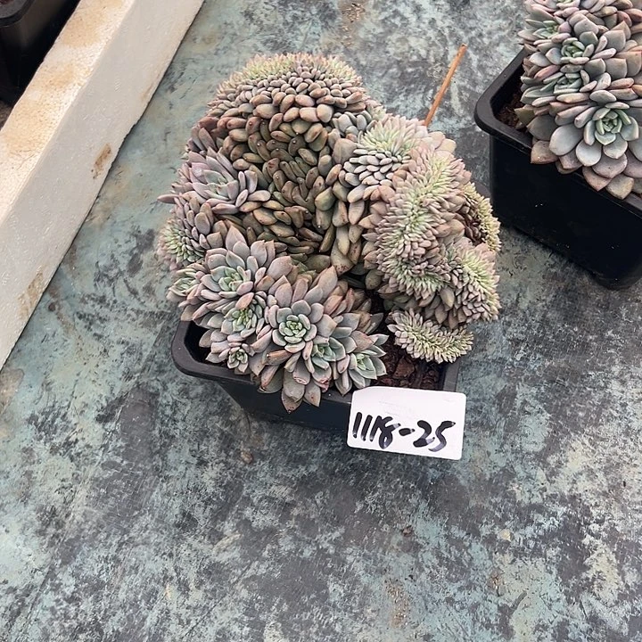 莫***的1118-25爱丽儿缀多肉植物