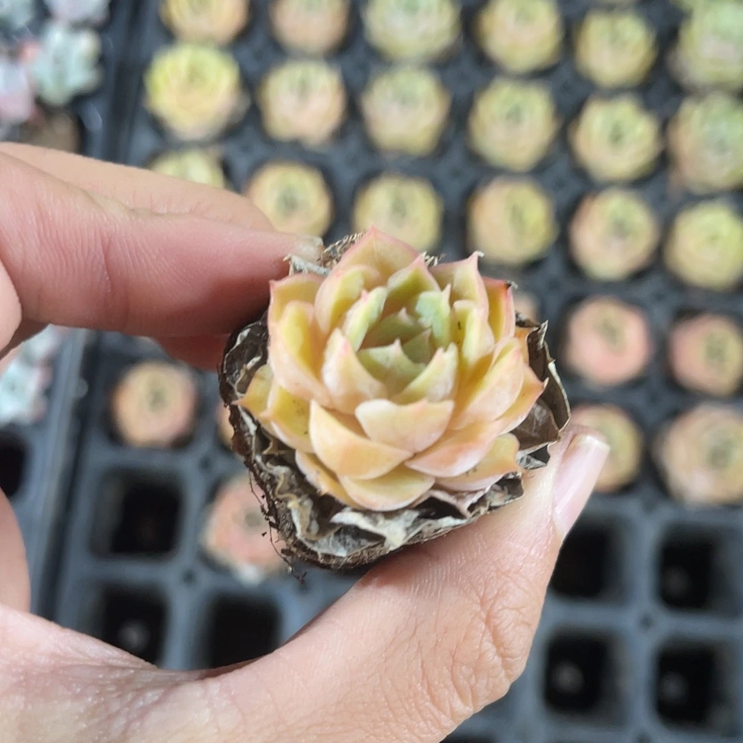 精品昂斯诺多肉植物